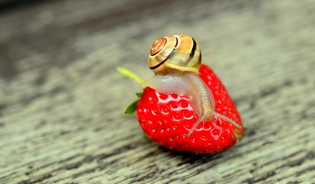 Улитка сидит на красной спелой клубнике