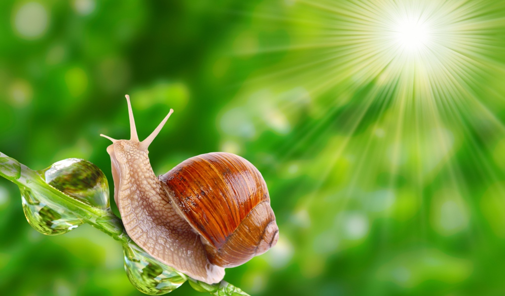 Улитка в лучах солнца на травинке 