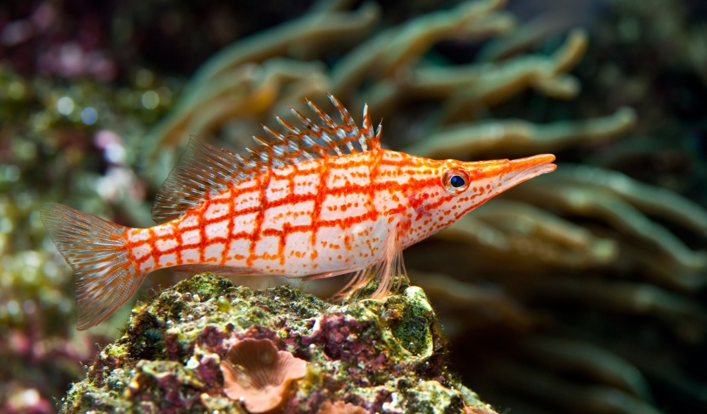 Красивая рыбка Длиннорылый кудрепер под водой