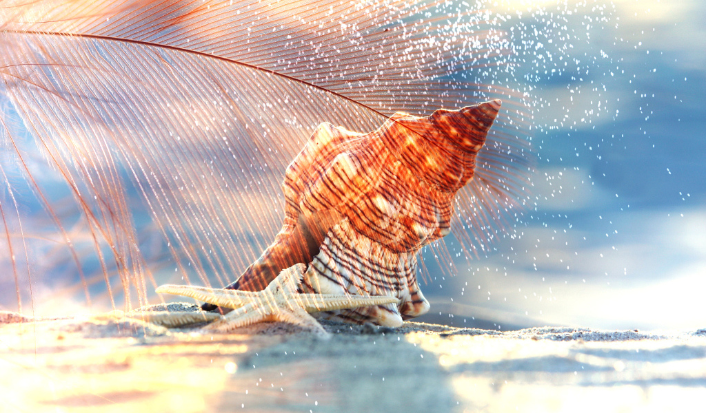 Ракушка и морская звезда лежат на белом песке