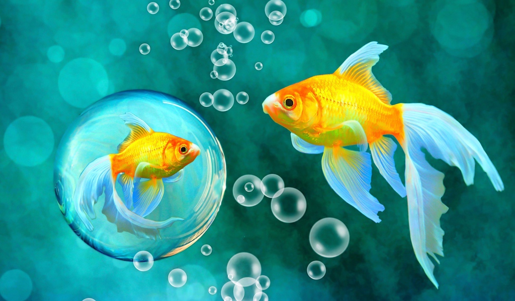 Красивые золотые рыбки под водой 