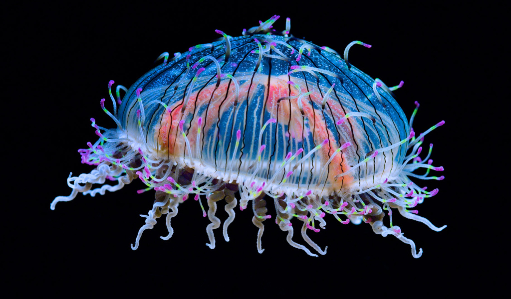 Красивая разноцветная медуза на черном фоне