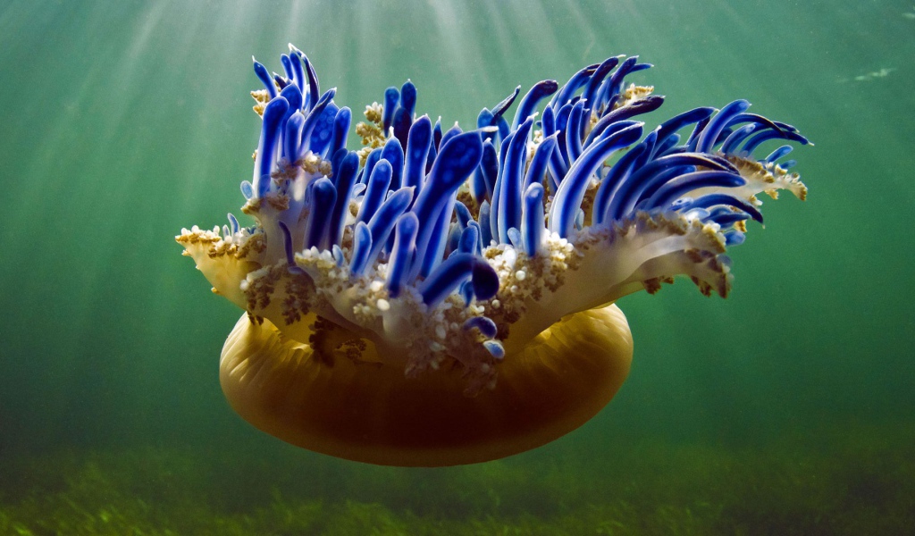 Красивая необычная медуза Кассиопея 