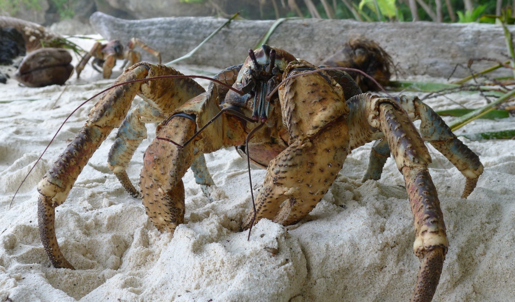 Большой краб на песке крупным планом