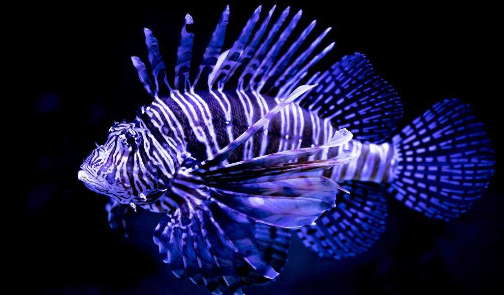 Яркая расцветка рыбы крылатки 