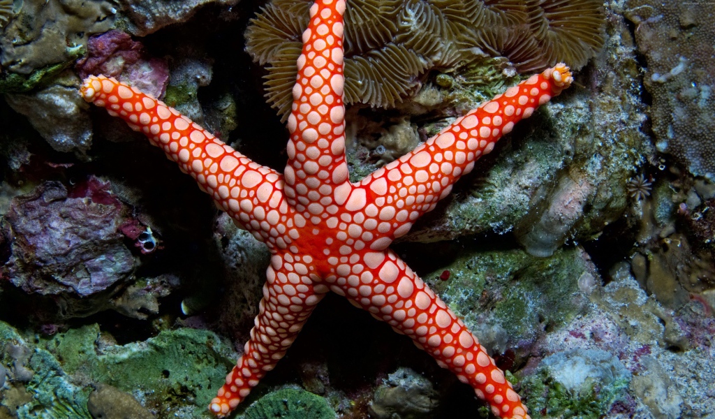 Яркая морская звезда на коралловом рифе под водой