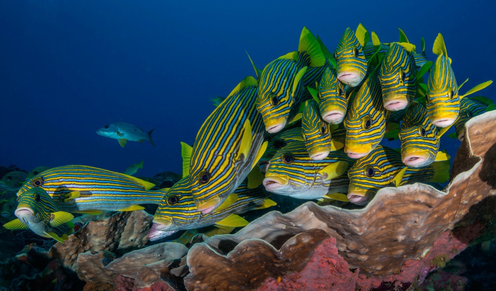 Косяк разноцветных рыб под водой