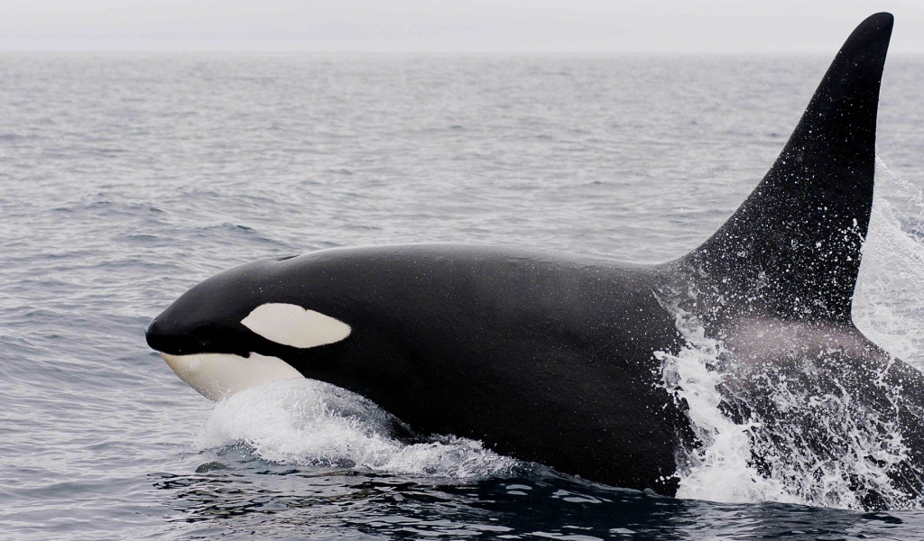 Большая касатка в воде 