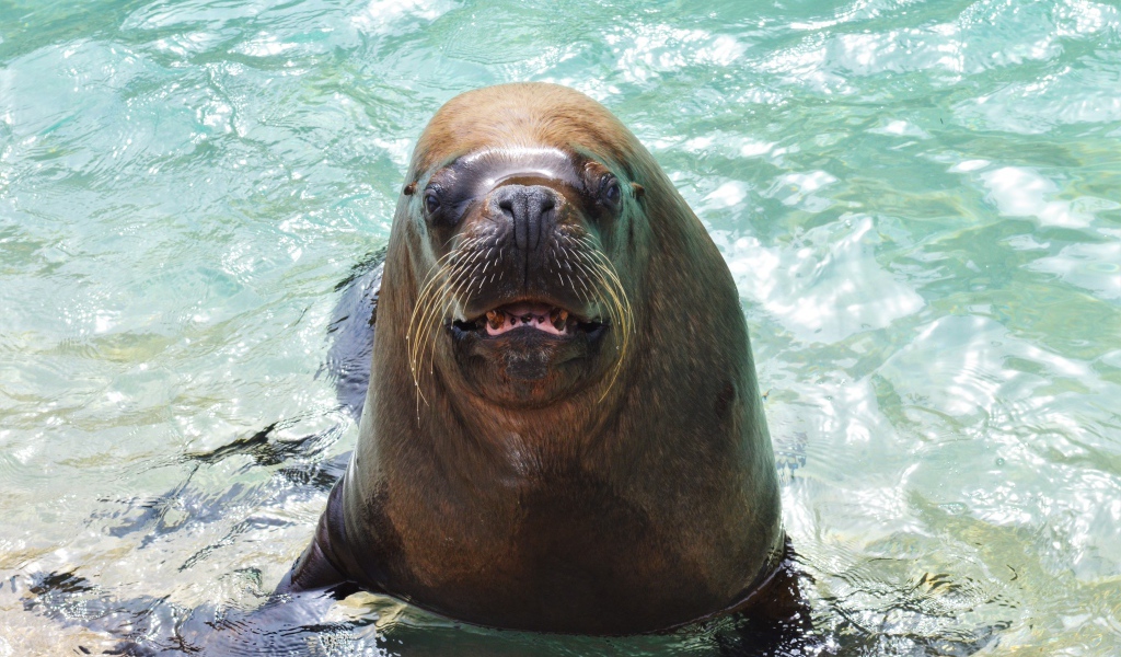 Веселый морской лев в воде 