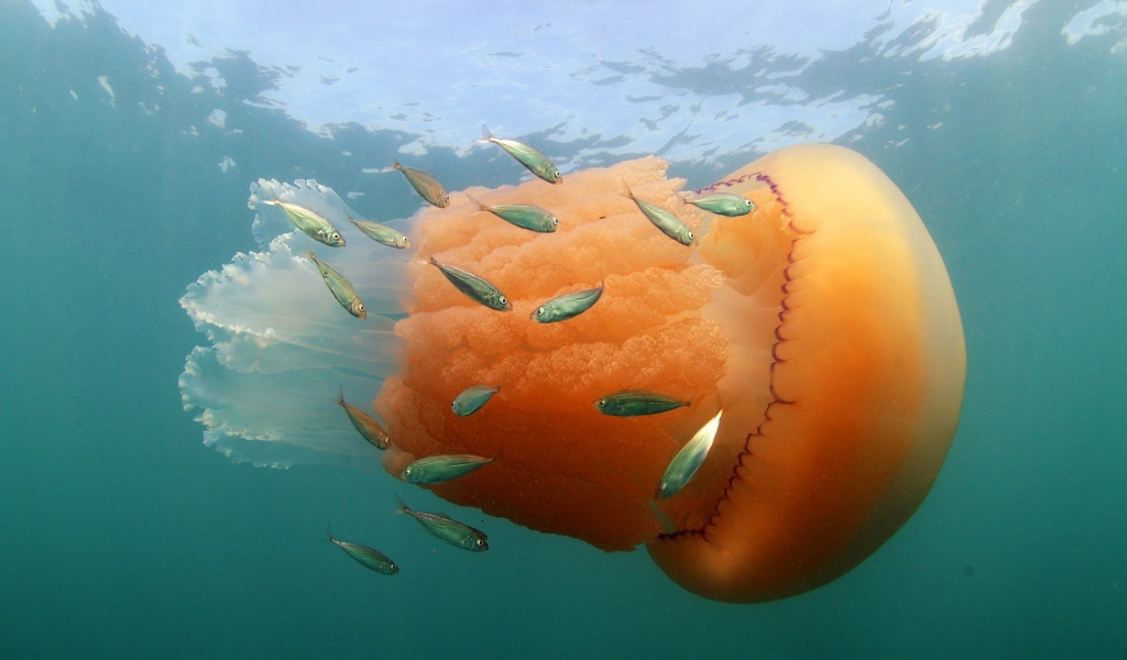 Оранжевая медуза с маленькими рыбками  