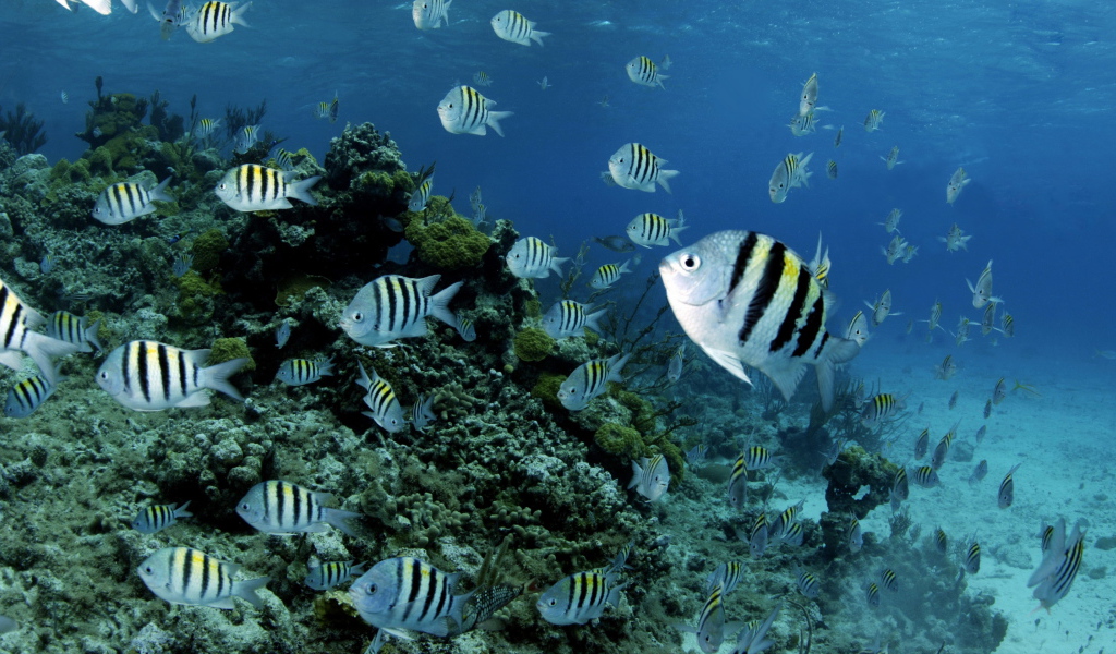 Полосатые рыбки в воде 