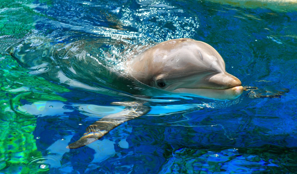 Милый дельфин плавает в воде