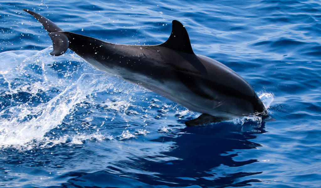 Дельфин прыгает в голубую воду