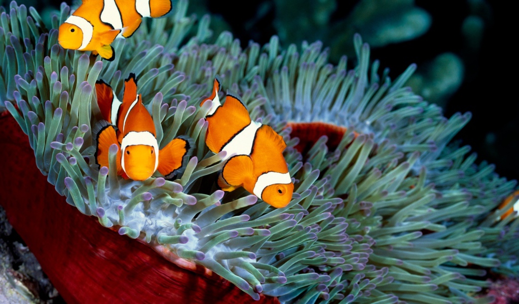 Три рыбы-клоуна в водорослях 