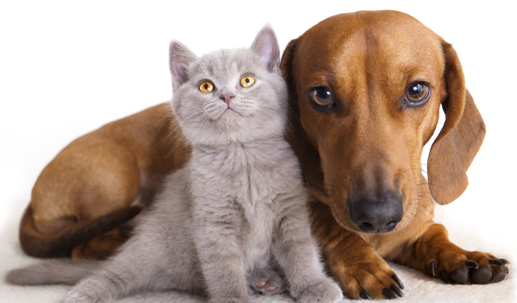 Большая такса лежит с маленьким серым котенком на белом фоне