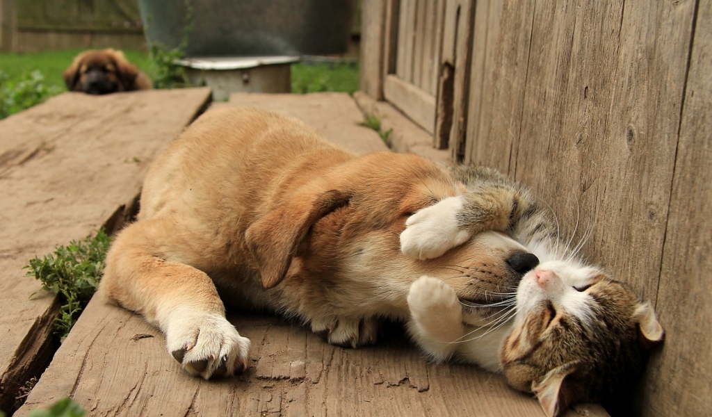 Спящий кот обнимает собаку за морду 