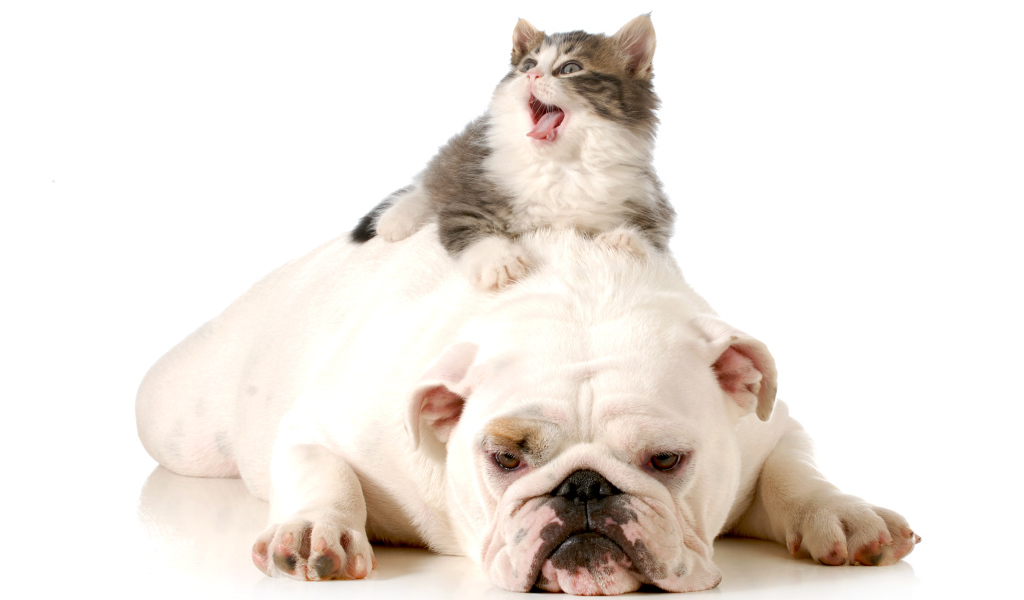 Маленький котенок лежит на грустном английском бульдоге