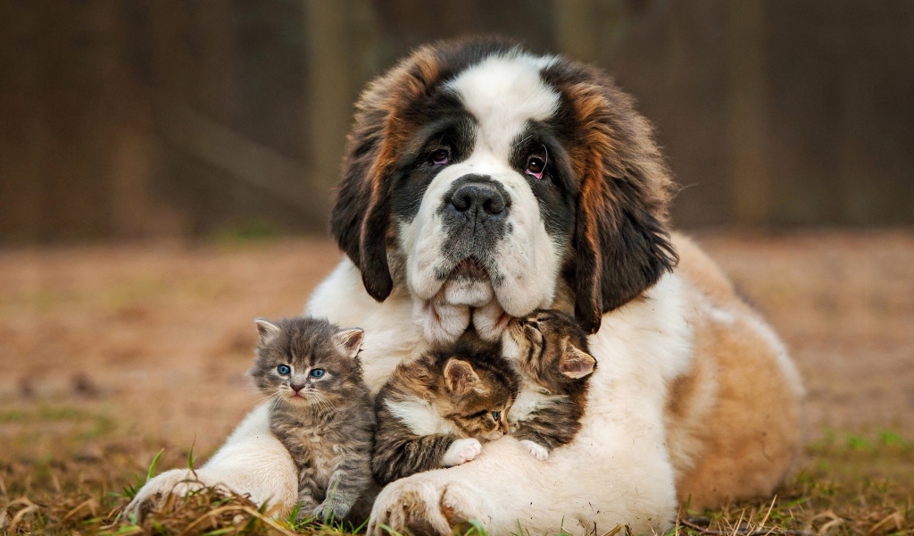 Большой сенбернар с тремя маленькими котятами