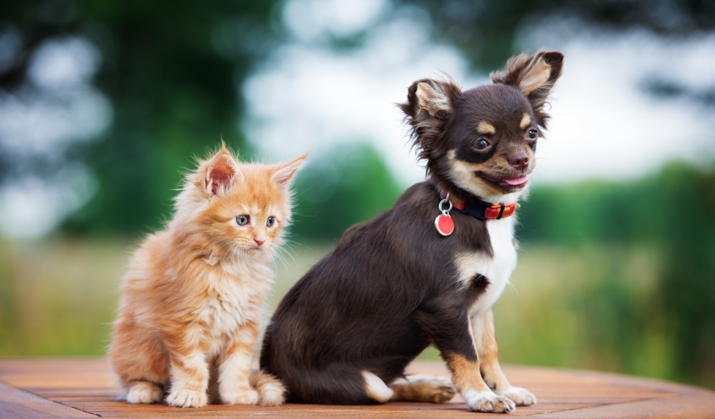 Щенок чихуахуа с маленьким рыжим котенком