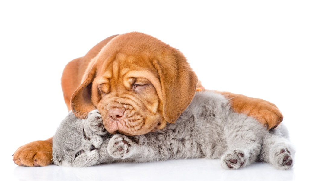 Милый щенок спит с серым котенком на белом фоне