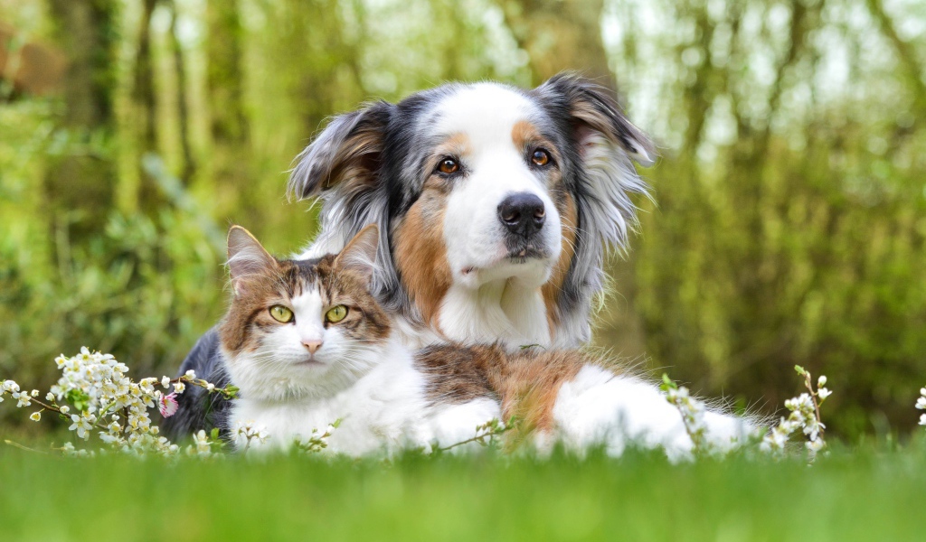 Собака и кот лежат на зеленой траве