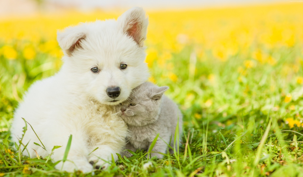 Пушистый белый щенок с серым котенком сидят на траве