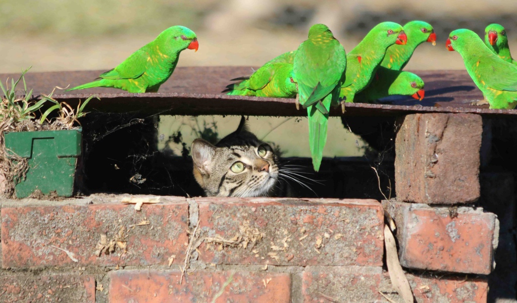 Серый кот следит за зелеными попугаями