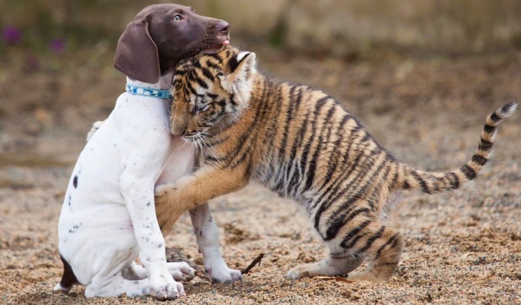 Маленький щенок и тигренок обнимаются