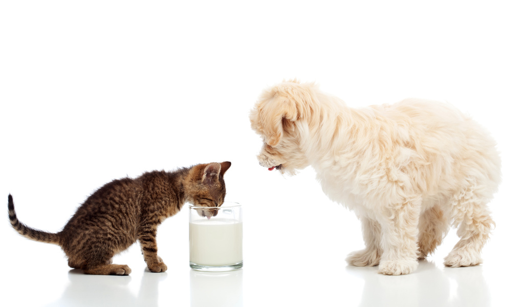 Маленькие друзья котенок и щенок пьют молоко из стакана