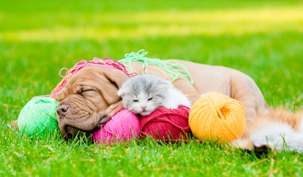 Маленький щенок и котенок спят с клубками нитей на зеленой траве
