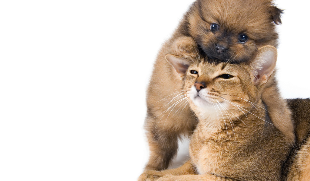 Маленький щенок играет с котом на белом фоне 