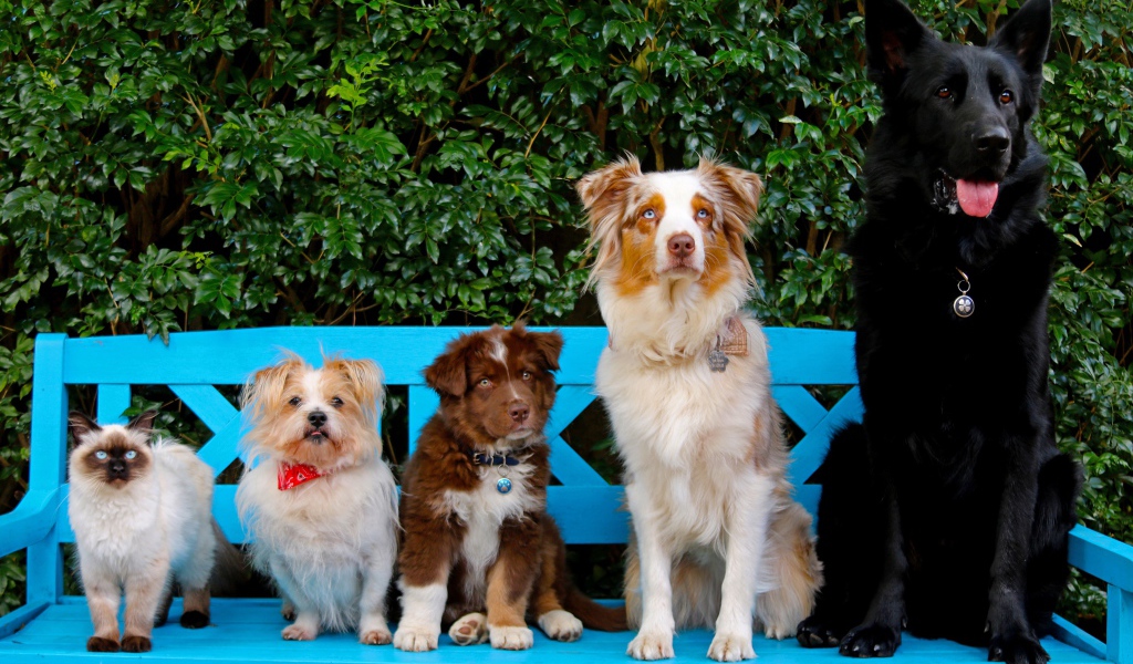 Милые собаки и кот на сидят на лавке 