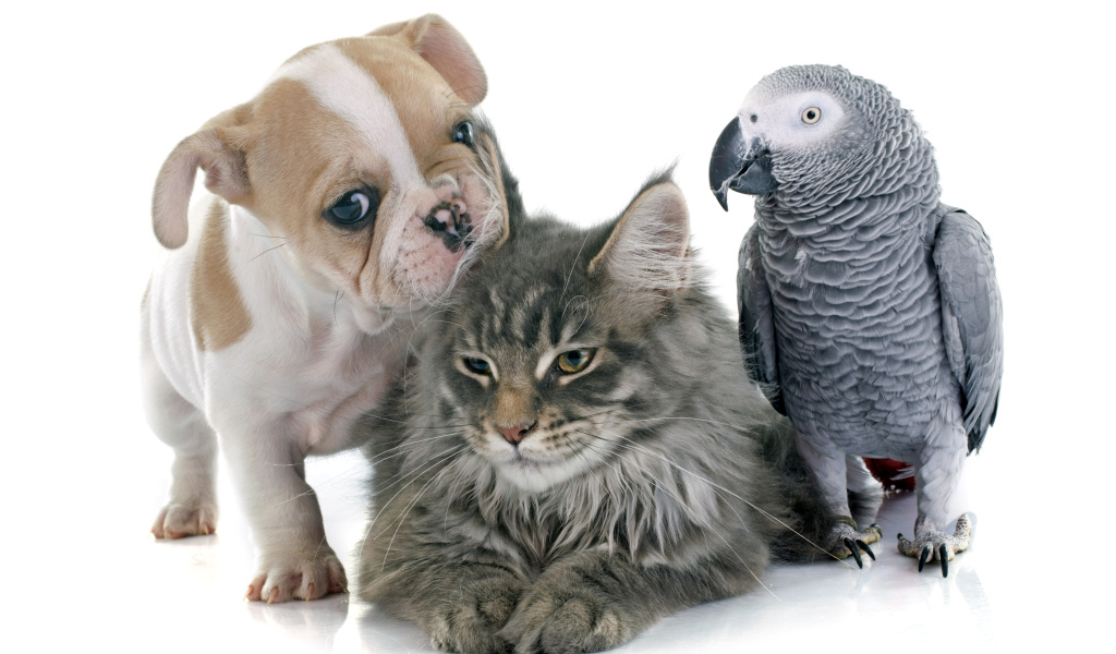 Щенок,  кот и попугай на белом фоне 