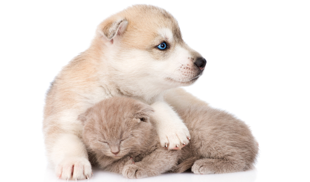 Щенок хаски и маленький котенок на белом фоне 