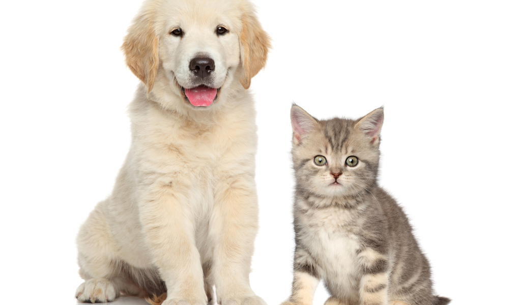 Щенок золотистого ретривера и серый котенок на белом фоне