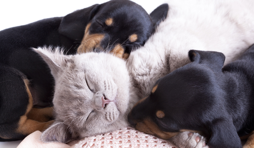 Маленькие спящие щенята и котенок 