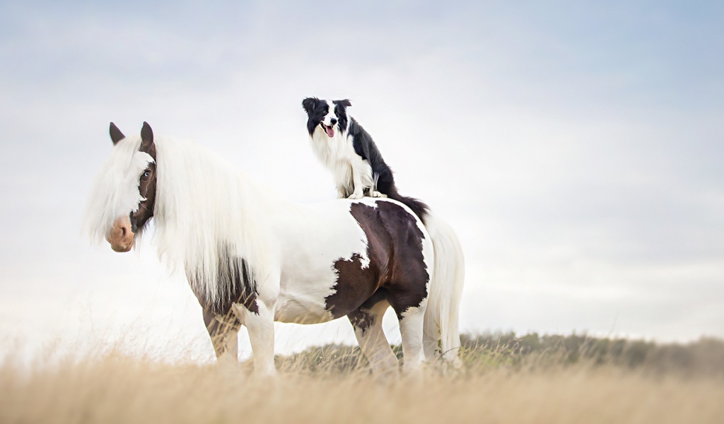 Собака сидит верхом на лошади 