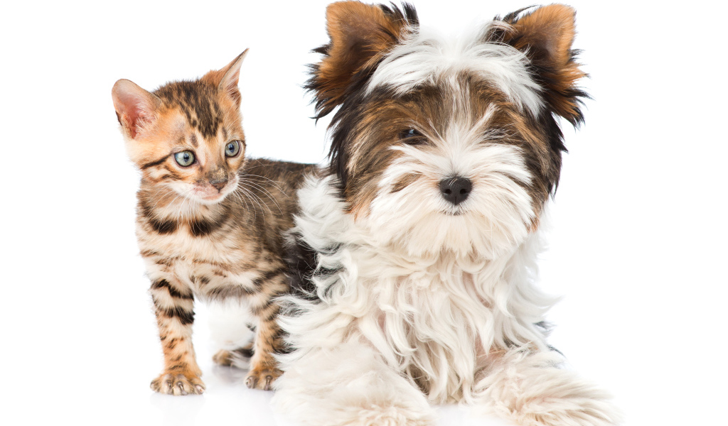Йоркширский терьер и маленький котенок на белом фоне
