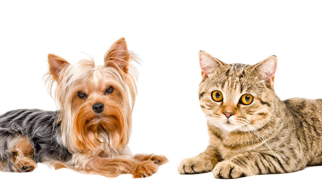 Йоркширский терьер и серый кот с желтыми глазами на белом фоне
