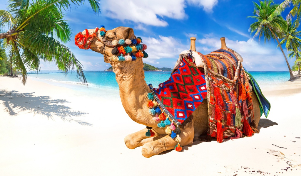 Верблюд лежит на белом песке под красивым голубым небом в тропиках