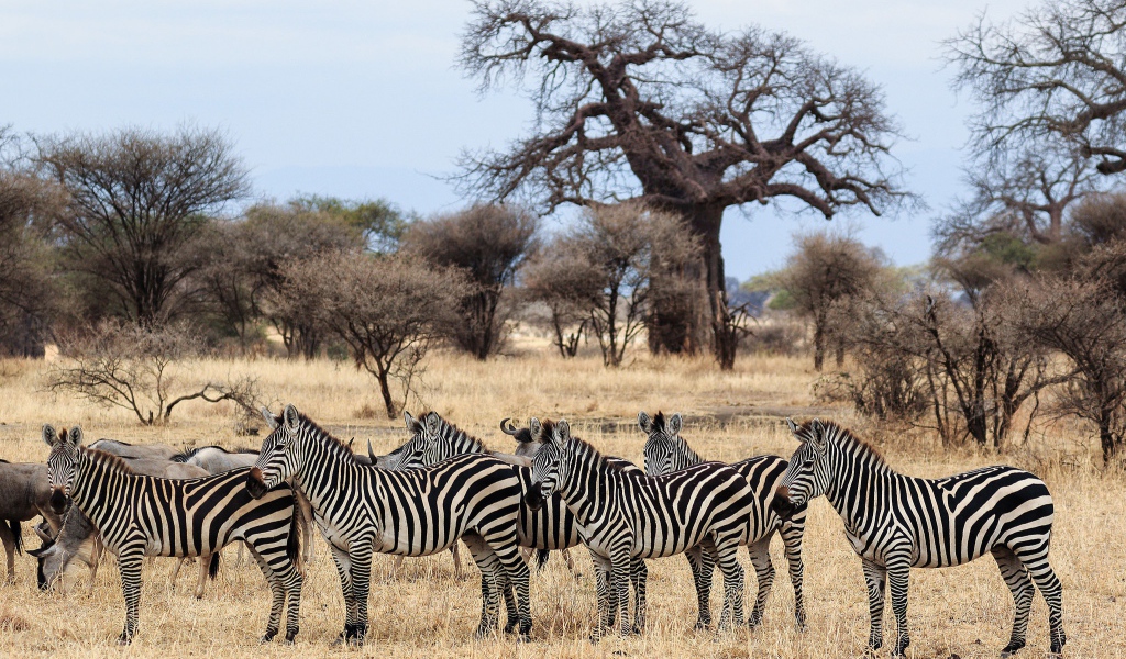 Стадо зебр пасется в африканской саванне