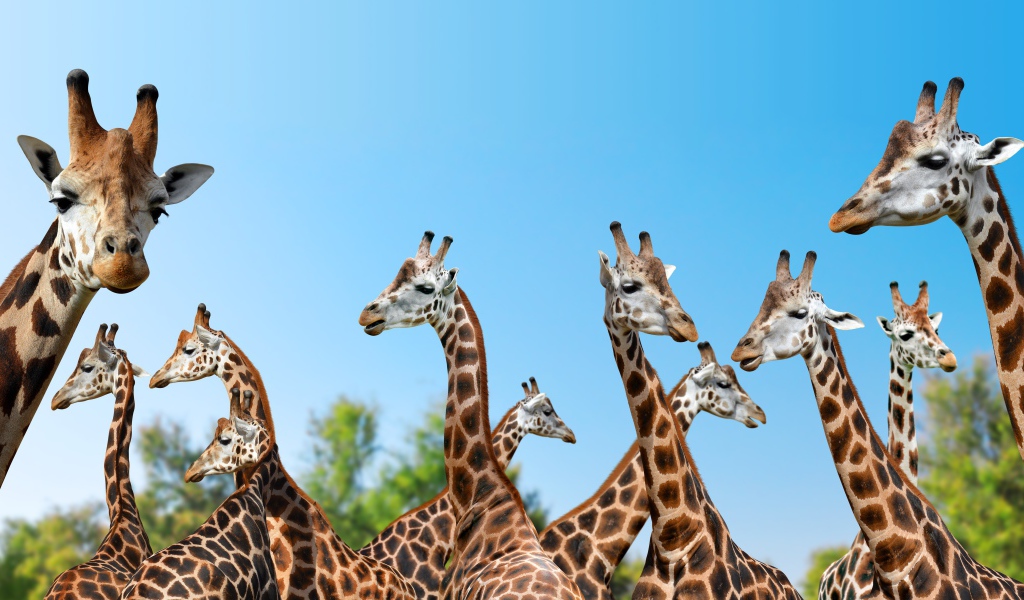 Большие жирафы на фоне голубого неба