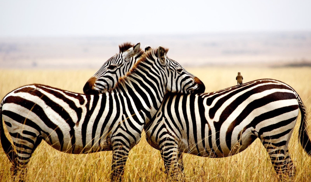 Две полосатые зебры в сухой траве 