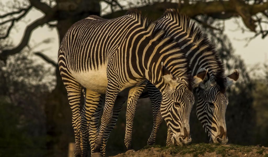 Две зебры рвут зеленую траву