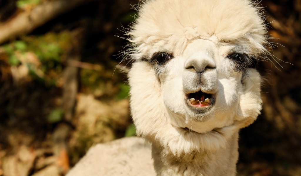 Белый детеныш Альпака