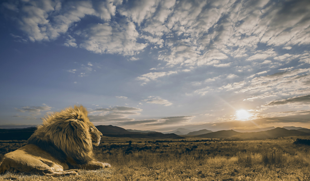 Большой лев смотрит на восход солнца в небе 