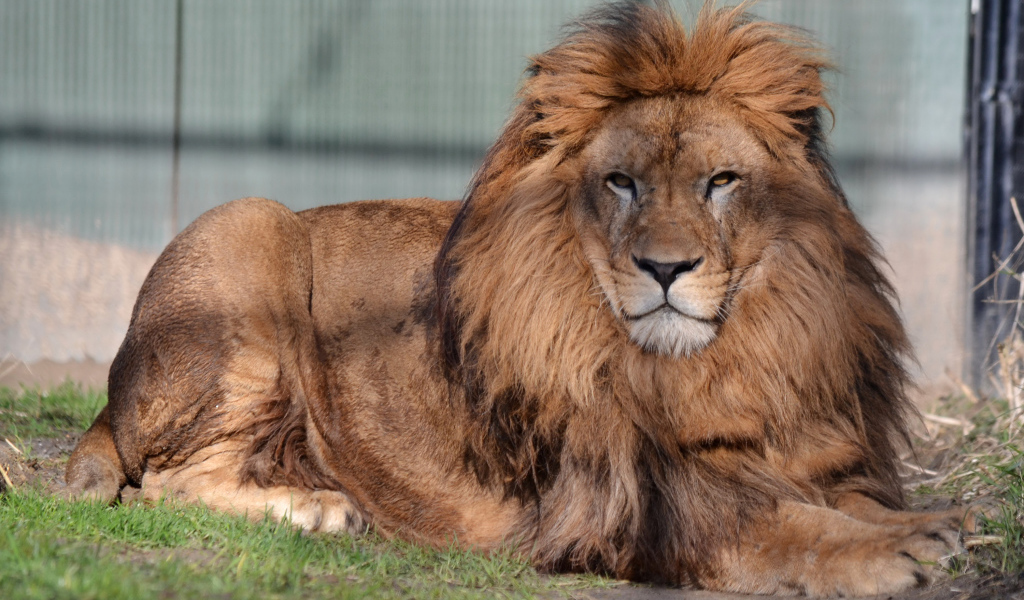 Большой лев с серьезной мордой