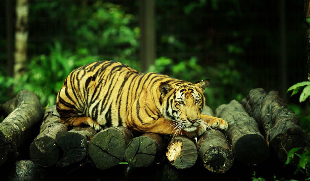 Большой грустный тигр лежит на бревнах 