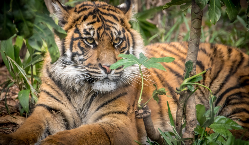 Большой бенгальский тигр лежит в зарослях