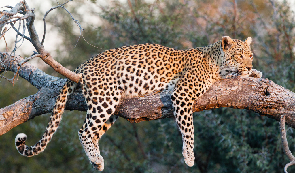 Большой леопард в лучах солнца лежит на ветке